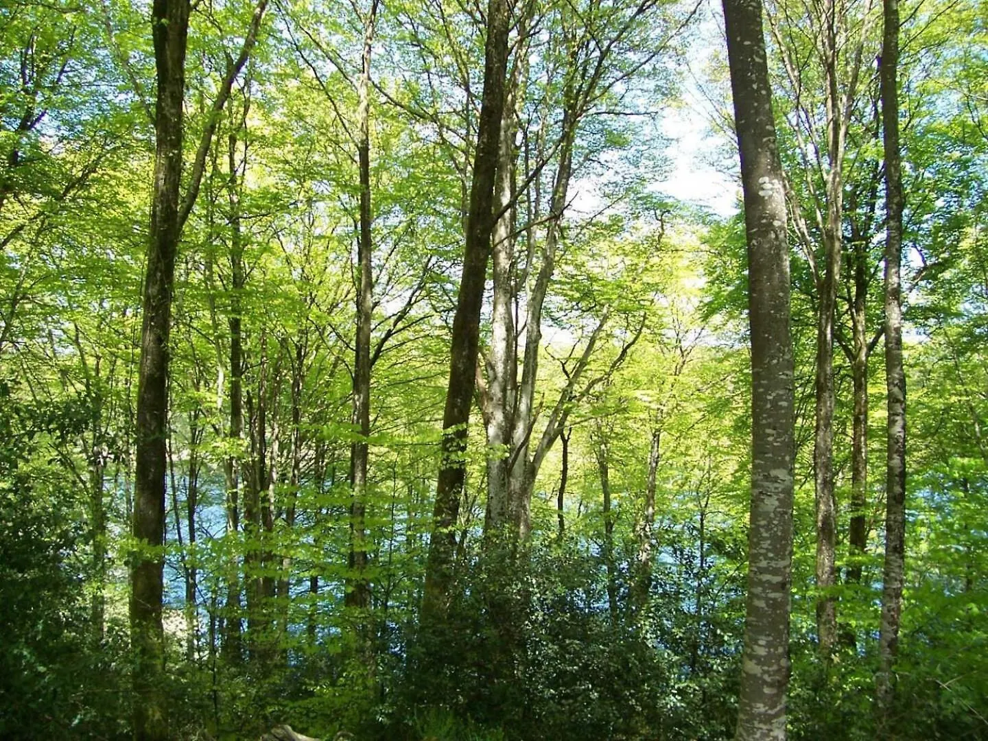 Les Gites De La Planette - Gite 9 Saint-Amans-Valtoret
